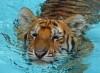 Во Флориде можно поплавать в бассейне с тигренком