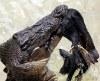Дети Стива Ирвина накормили крокодила Чарли диким кабаном