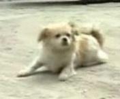 Собака-симулянт из Китая