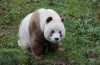 Квизай — единственная в мире бело-коричневая большая панда