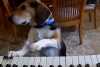 Собака показала мастер-класс по игре на пианино